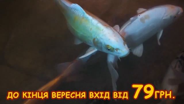 Контактний зоопарк MULTIZOO смотреть онлайн