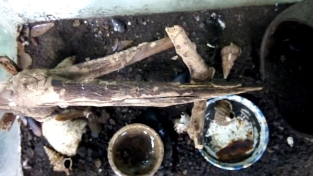 Video 40: Escarabajos Tenebrionidae y calosoma смотреть онлайн