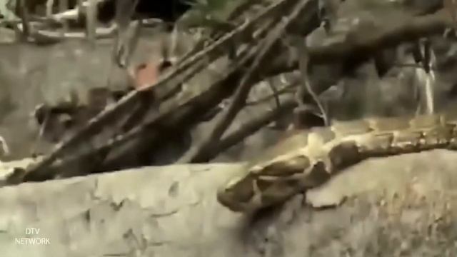 Snake Vore| Best Of Snake Huntings