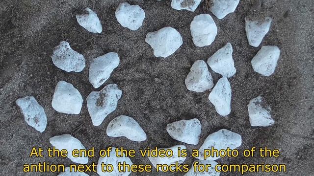 Antlion Moving LARGER rocks смотреть онлайн