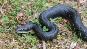 Обыкновенный уж: Самая адекватная змея, которую не стоит бояться вообще и вот почему