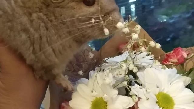 Шушик и цветы) смотреть онлайн
