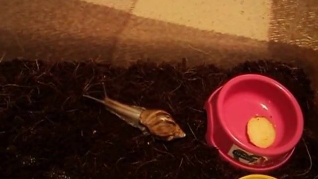 УЛИТКА АХАТИНА смотреть онлайн