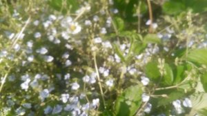 VID_20250416_171431.mp4