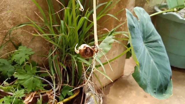 Surprised to see ginger plant grown under sink drain | Nature Friendly Bio-enzyme | Tamil смотреть онлайн