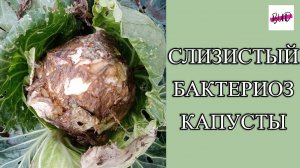 СЛИЗИСТЫЙ БАКТЕРИОЗ КАПУСТЫ 2022.