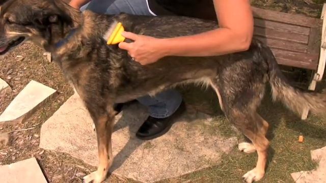 Classic Medium deShedding Tool смотреть онлайн