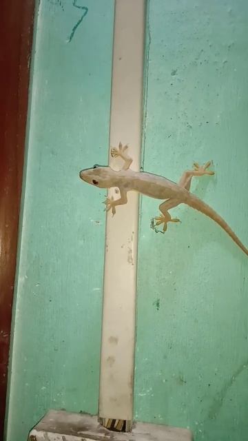 Tiktiki #subscribe #shorts смотреть онлайн