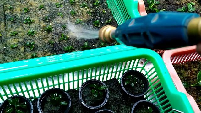 Bersihkan Algae yang menutupi permukaan Media. смотреть онлайн