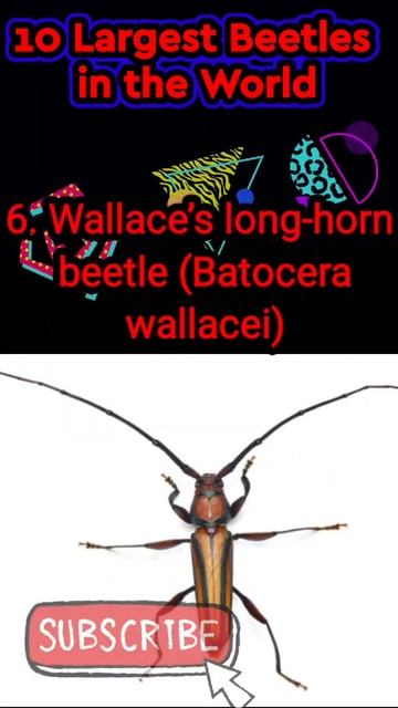 #shorts largest beetle in the world| #shortsviral #shortsfeed смотреть онлайн