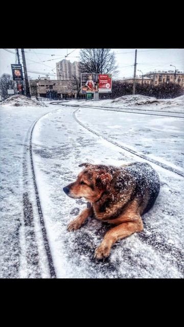 собаки и рельсы#shorts смотреть онлайн