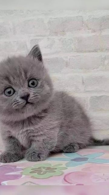 kumpulan foto kucing yang menggemas kan#shorts смотреть онлайн