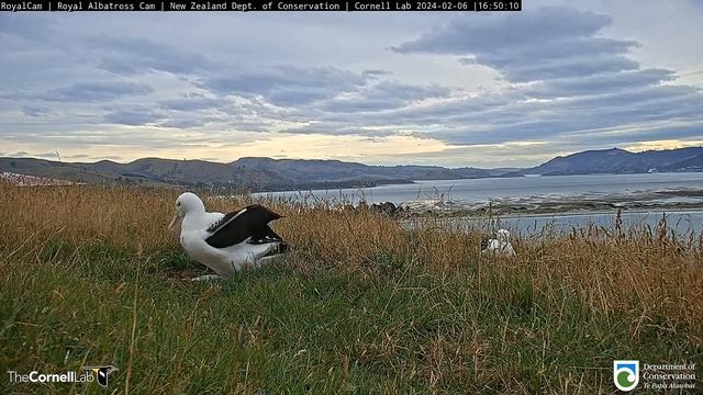 (06.02.2024) Альбатрос. Мама LGL прилетела - The albatross. Mom LGL has arrived смотреть онлайн