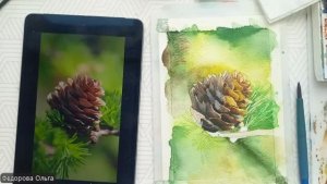 Акварель. Шишка лиственницы