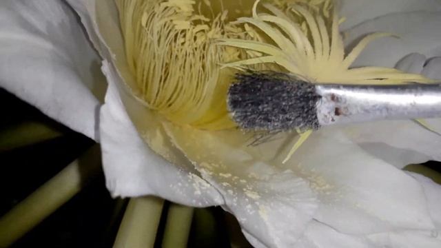 Dragon fruit flower manual pollination смотреть онлайн