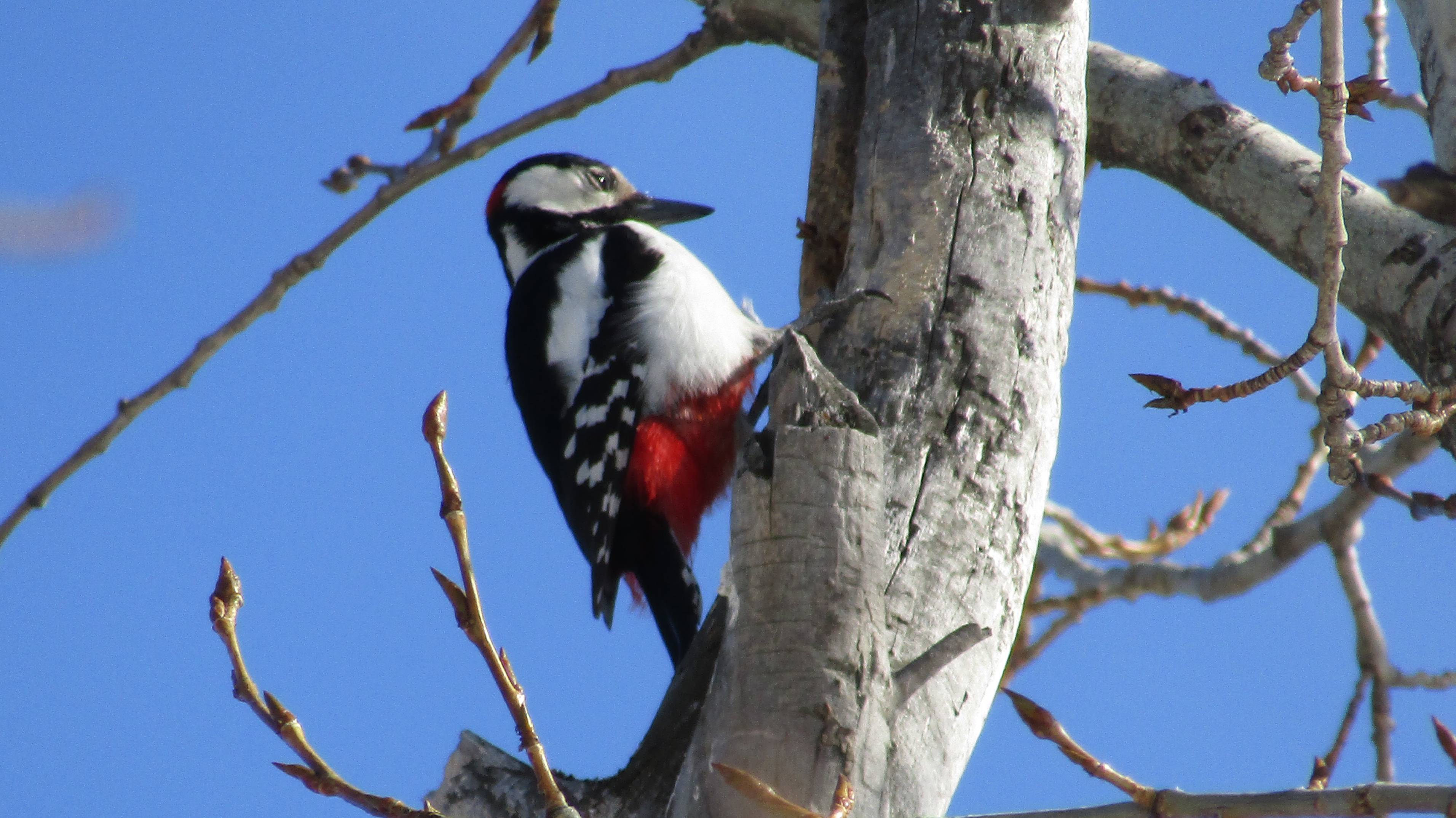 Большой пёстрый дятел, или пёстрый дятел (лат. Dendrocopos Major)
