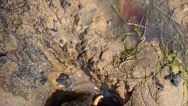 Catch seafood, urechis unicinctus, penis fish, shellfish, Fishing, Coastal foraging, Catch the sea смотреть онлайн