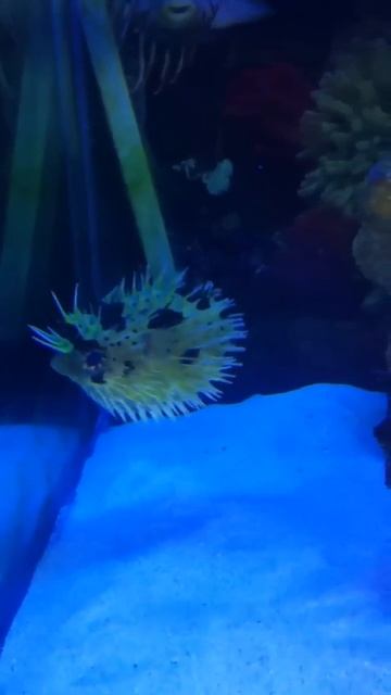 Baby porcupine pufferfish puffs смотреть онлайн