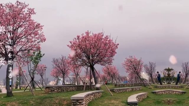 ［陽光賞花秘境專輯］- 11 th 南崁溪 - 櫻花之恋 смотреть онлайн