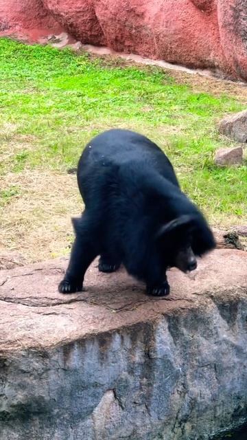 #bear #bearsofinstagram #bears #bearsden #short #shortvideo #shortsvideo #nature #trending #wild смотреть онлайн