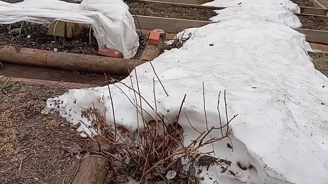 Дачный Vlog/Обрезка деревьев, посев в теплицу на зелень и рассаду/другие мелочи.12.04.24г смотреть онлайн