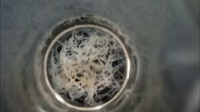 Contracaecum смотреть онлайн