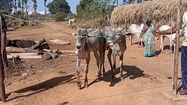 Young Hallikar male calf of Farmer Nanda Kumar in Arjunbettahalli, Nelamangala Taluk, Bengaluru смотреть онлайн