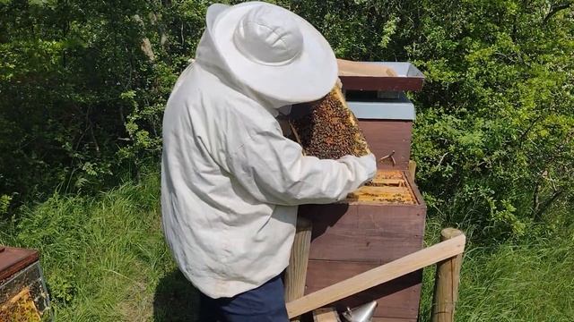 Осмотр пчёл 21 мая. Как предотвратить роевое состояние пчелосемьи. Мягкое сокращение пчелосемьи. смотреть онлайн