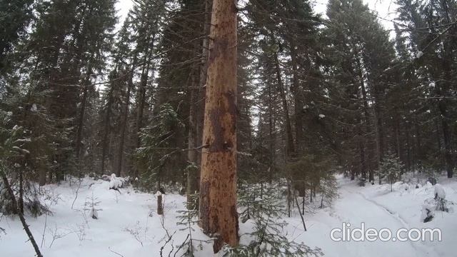 Прогулка по лесу. Куница. смотреть онлайн
