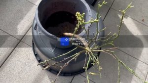 Спасение Кумквата  Часть 1, Выращивание цитрусовых, Проблемы при выращивании цитрусовых дома.