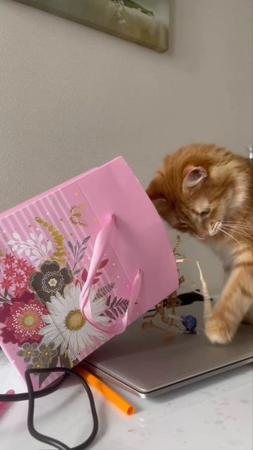 Распаковка по-кошачьи смотреть онлайн