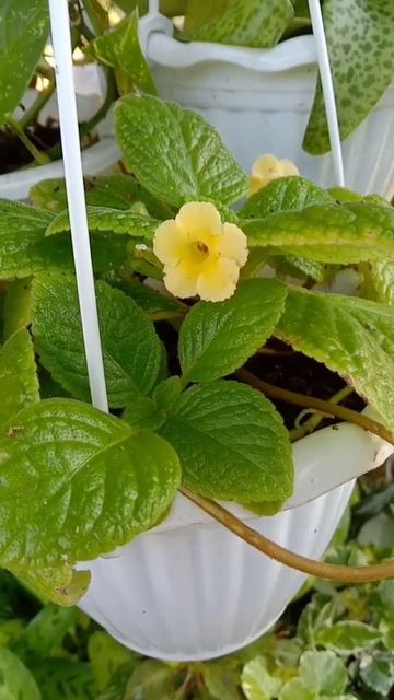 episcia monet смотреть онлайн