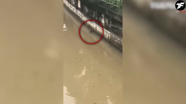 Aqui Estão os Seres que se Podem Encontrar em Rios e Lagos смотреть онлайн