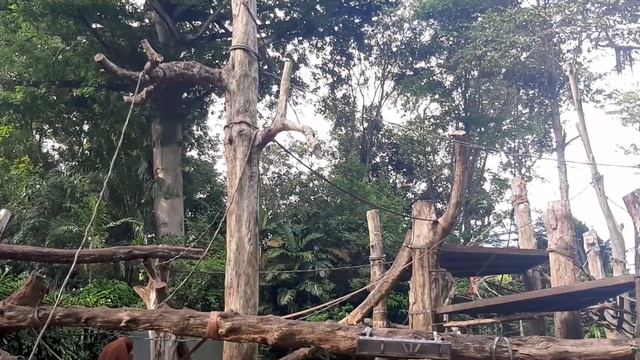 WELCOME TO SINGAPORE ZOO смотреть онлайн