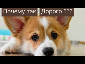 КОРГИ.   ПОРОДА СОБАК. ЦЕНА. ЗА ЧТО ТАКИЕ ДЕНЬГИ ??.