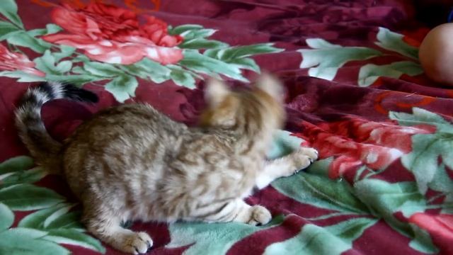 kotenok ny24 Golden Meow смотреть онлайн