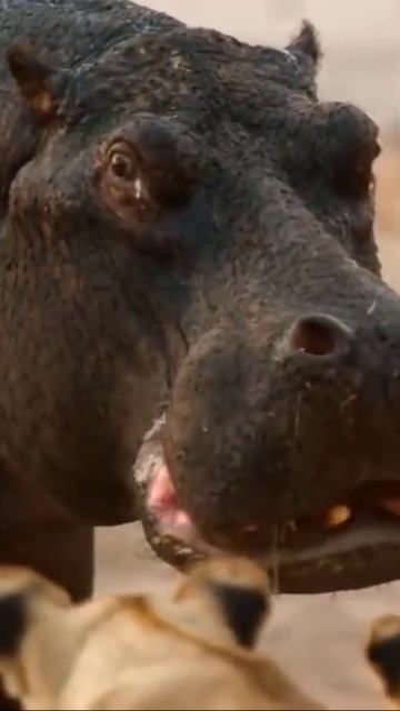 hippo and lion #shorts смотреть онлайн