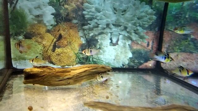 Рамирези смотреть онлайн