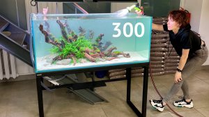 Аквариум 300 л - Запуск / Фильтр Oase BioMaster 850 / 2 Часть