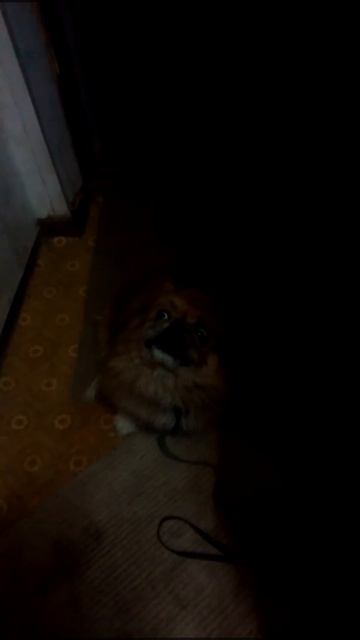 Пикинес боится мыться смотреть онлайн