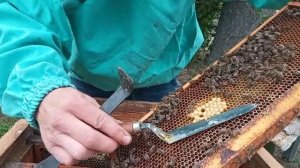 Мед з лежака .145 рамка