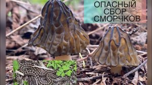 СМОРЧКИ НАЙДЕНЫ! ЗМЕИ ВЕЗДЕ! СЛАБОНЕРВНЫМ НЕ СМОТРЕТЬ. сморчки, ГРИБЫ КРЫМА