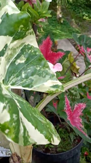 WOW_VARIGATA Beranak AlBINO Super #shorts #varigata #caladium #albino #berkebun смотреть онлайн