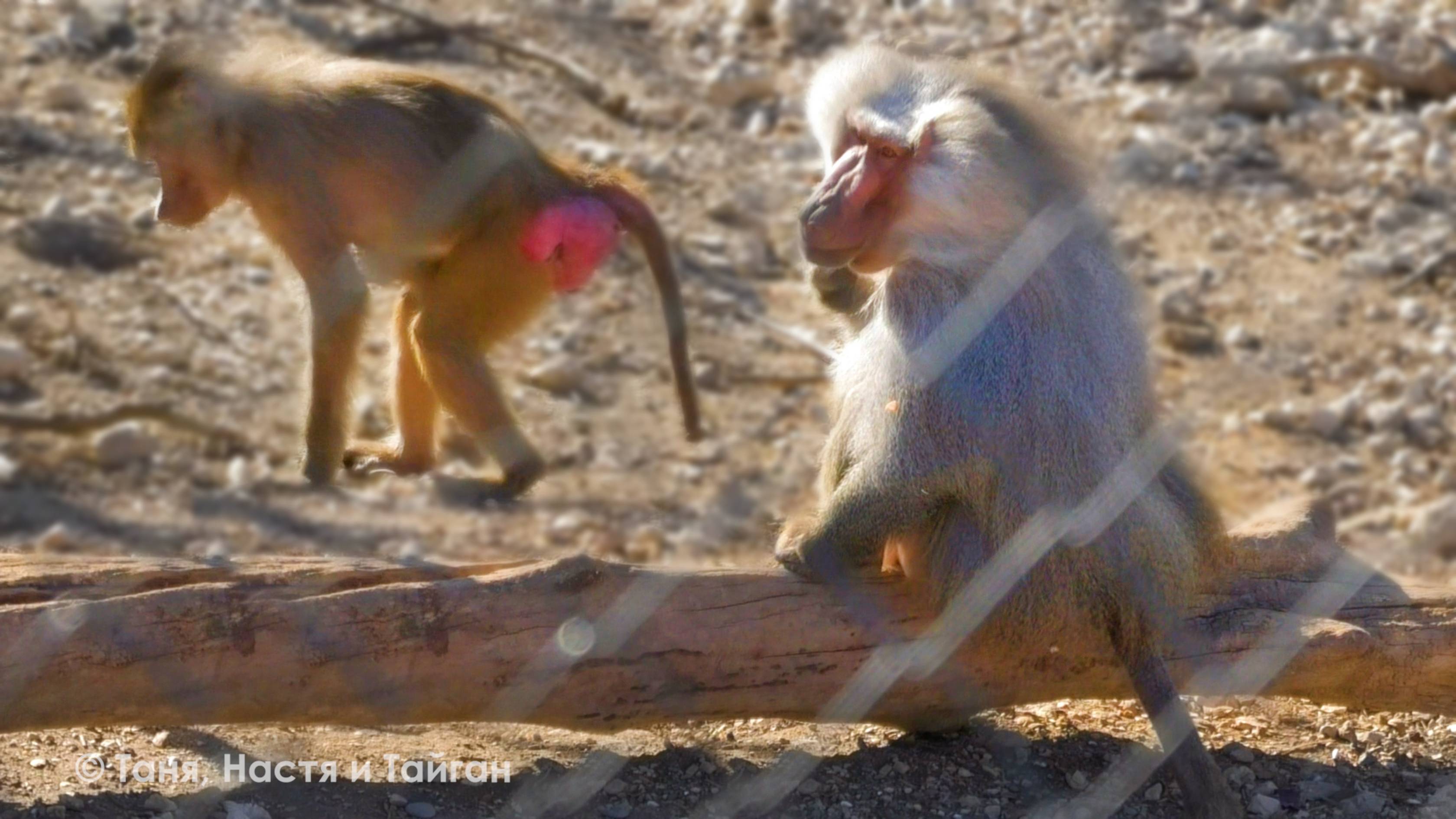 У Деда весенний озверин - кинулся на Рыжуху. А Изя не отпускает от себя малышку, как Лида Анфису! смотреть онлайн