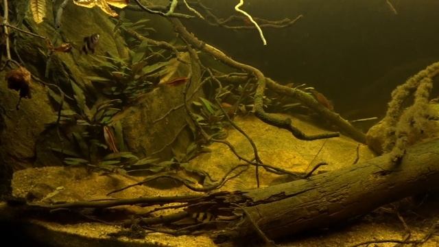 #BADC2018 / Kelani river Rocky shore shallow stream, wet zone, Sri Lanka, 112 L смотреть онлайн