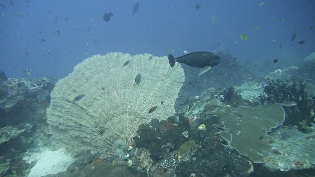 Raja Ampat - Melissa's Garden смотреть онлайн