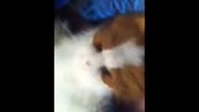 Slap a Fur Real friend смотреть онлайн