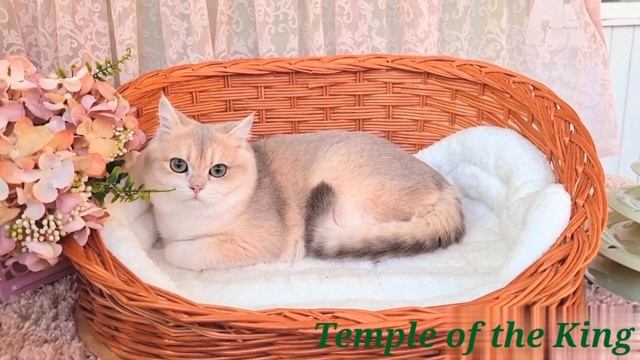 Male BRI ay12 Date of birth 15.03.2022 , (D: Ch ny11 + M: Ch ny12) 🌍✈️ смотреть онлайн