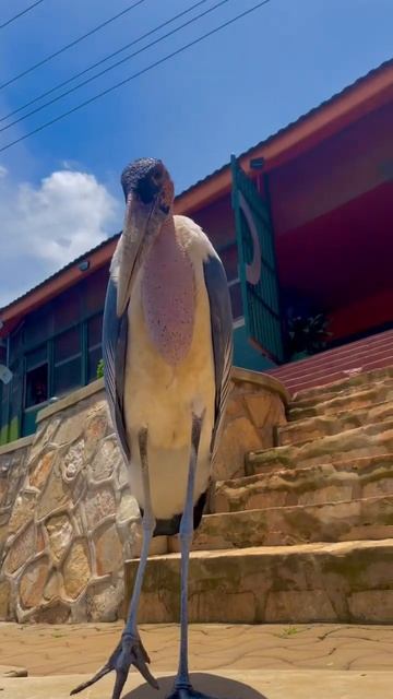 Giant 4 Foot Tall Bird in Uganda Wants Some Lunch смотреть онлайн