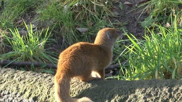 Yellow Mongoose at Blijdorp Zoo Rotterdam смотреть онлайн